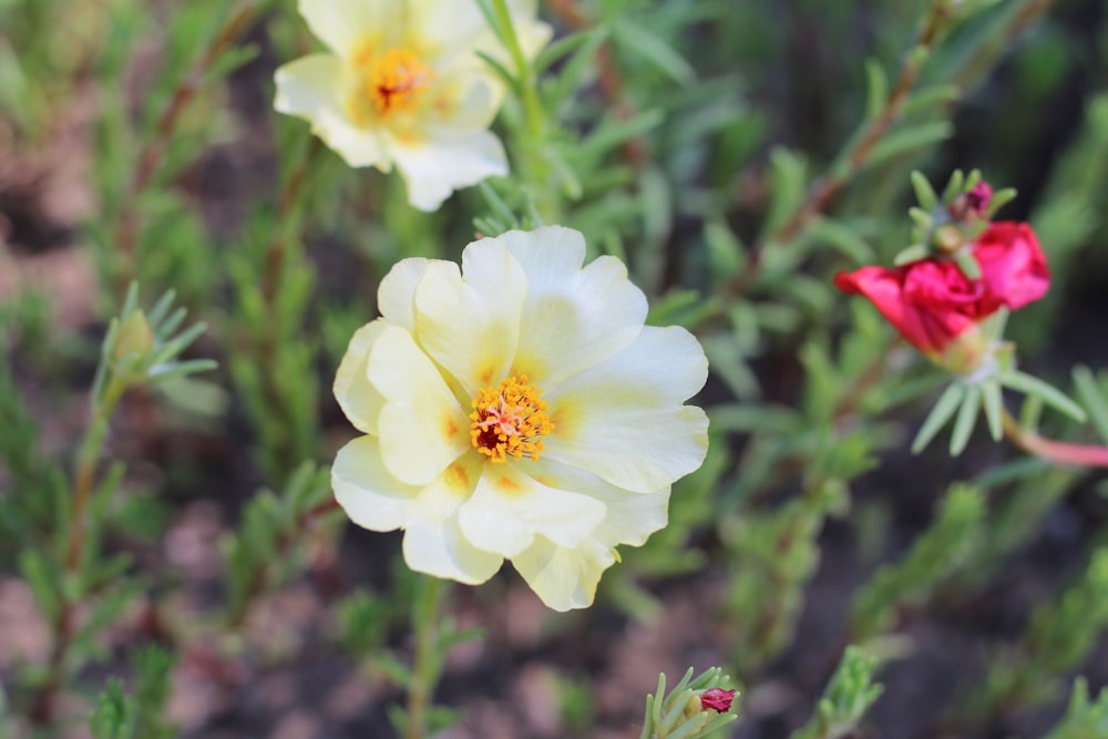 a group of yellow and red flowers in a field