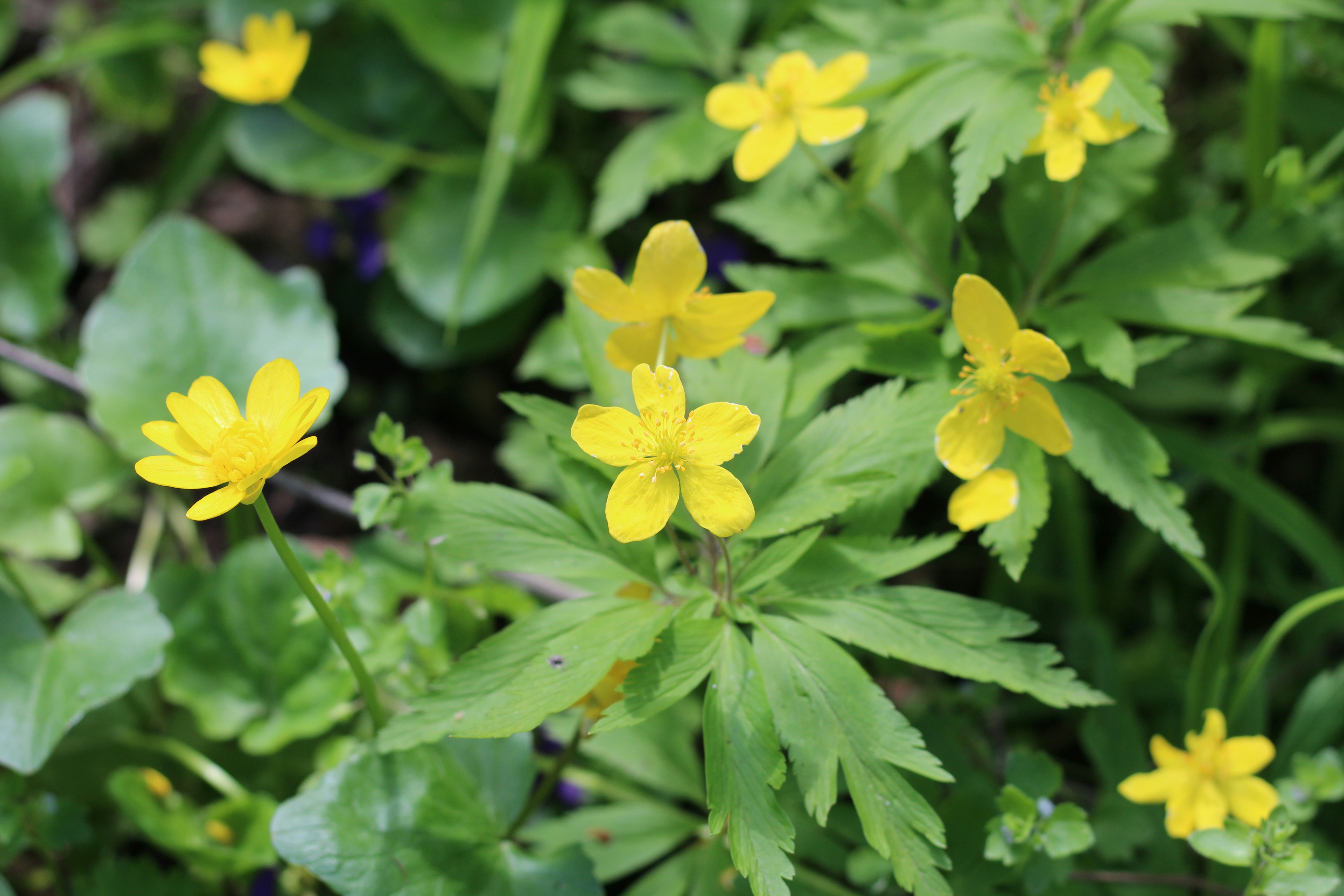 Photo by marina_yalanska