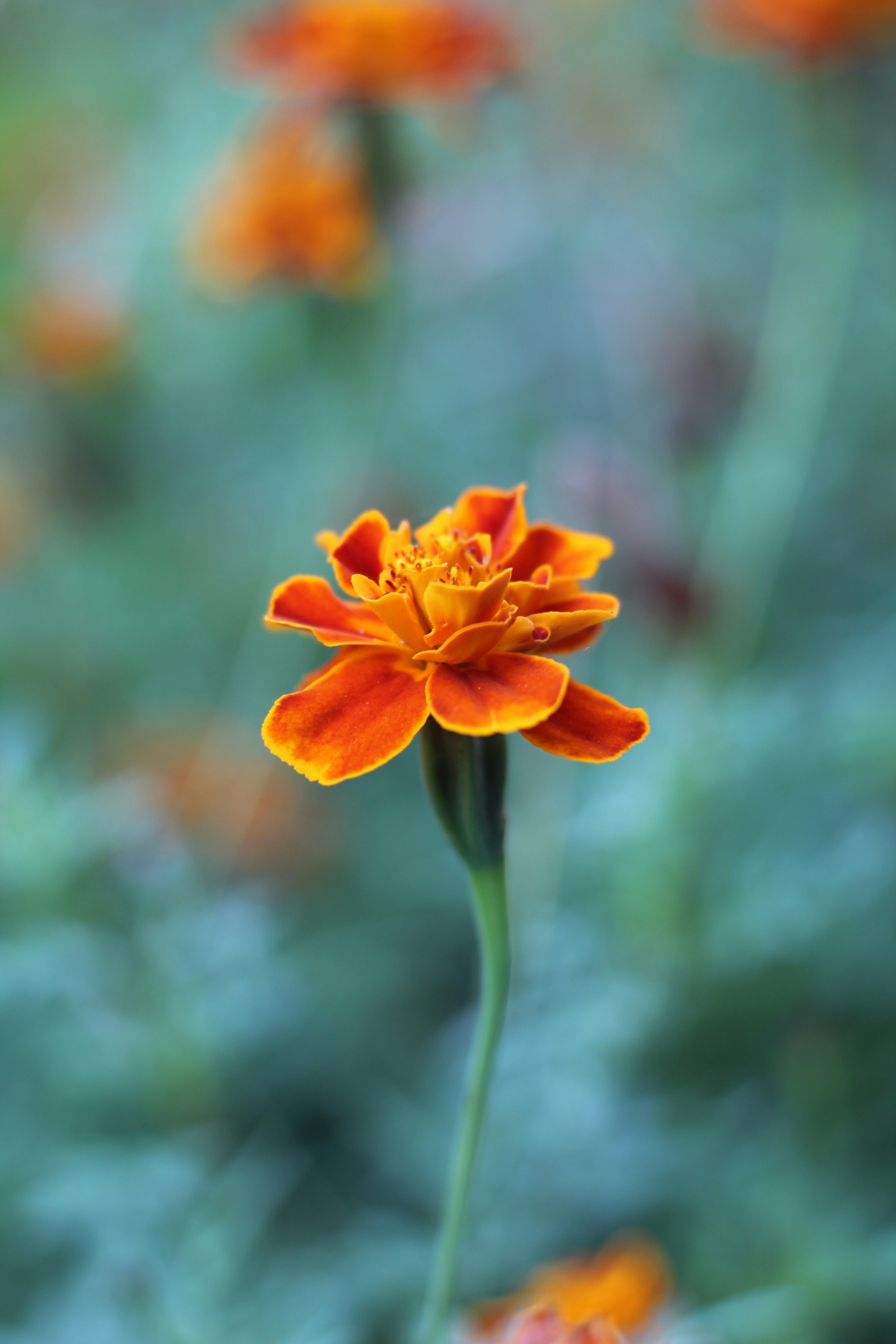 Photo by marina_yalanska