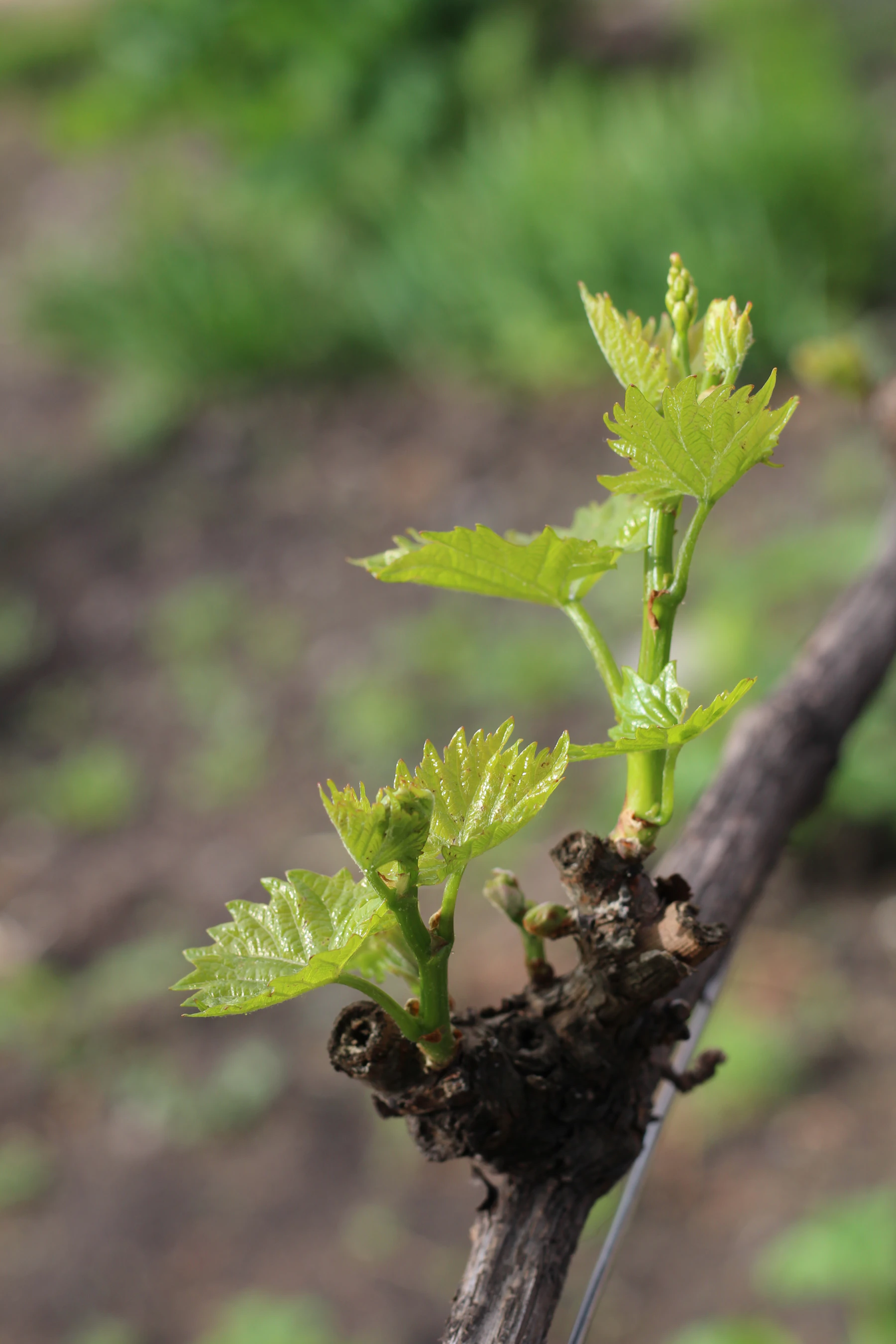 Bright green new shoots and leaves breaking from a short spur on dark, old grapevine wood