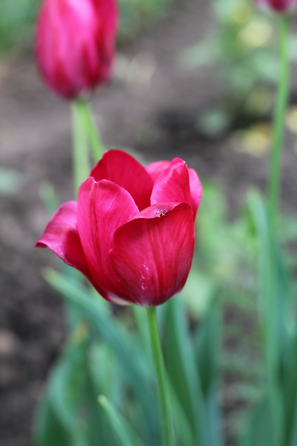 a close up of a bunch of red flowers