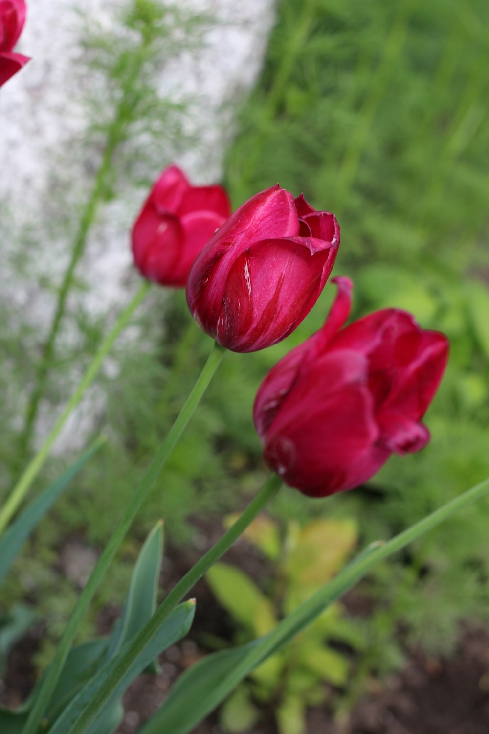 a group of red tulips in a garden