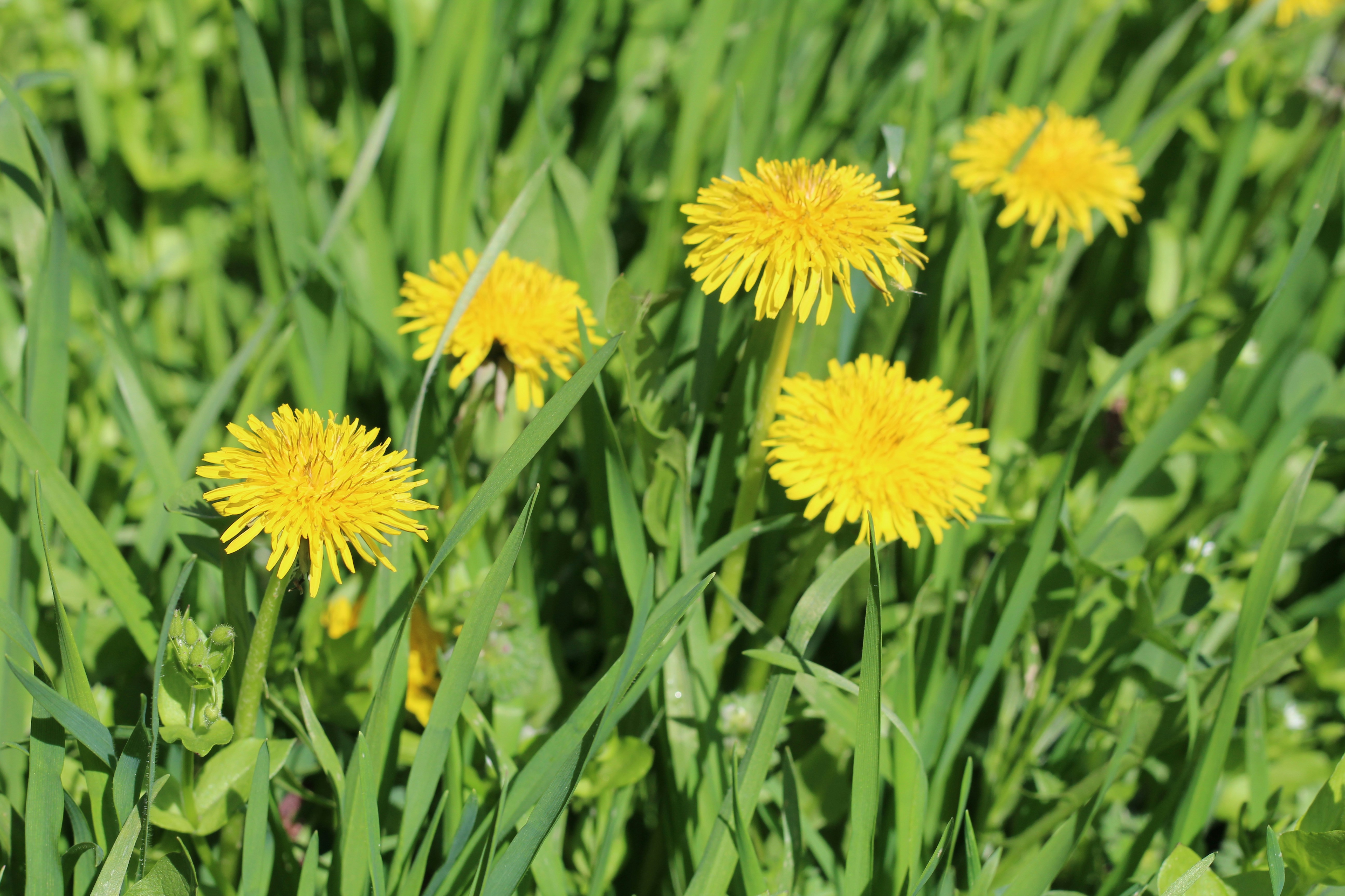 Photo by marina_yalanska