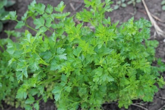a close up of a parsley plant with green leaves