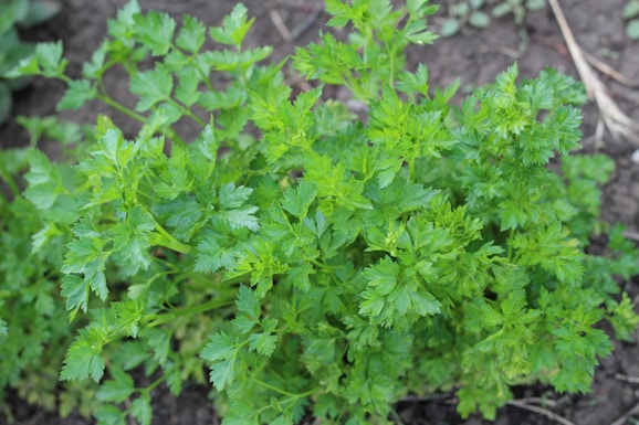 a close up of a parsley plant with green leaves