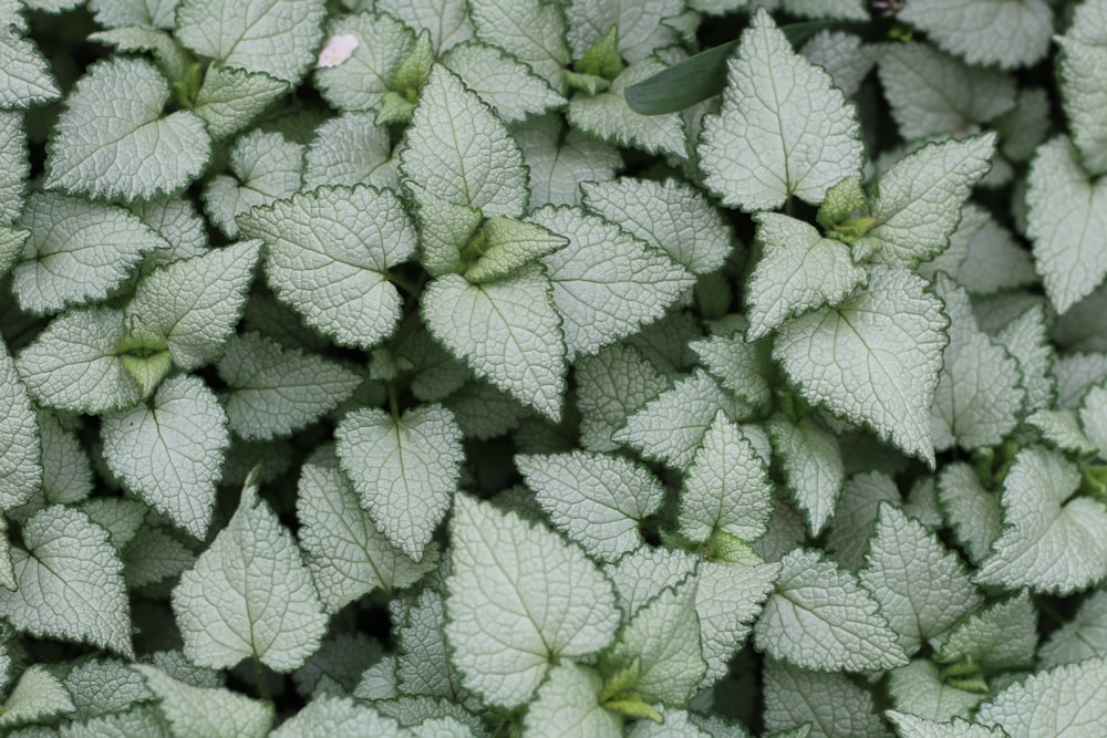 a close up of a bunch of green leaves