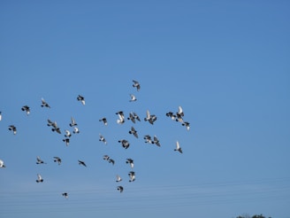A stunning image of racing pigeons in flight.