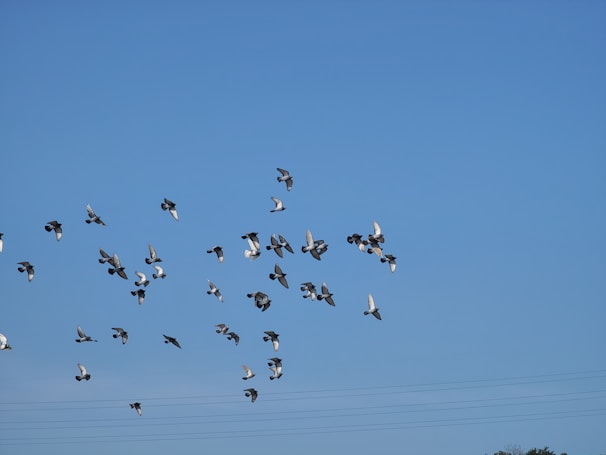 A group of Syahdan pigeons flying together against a clear blue sky