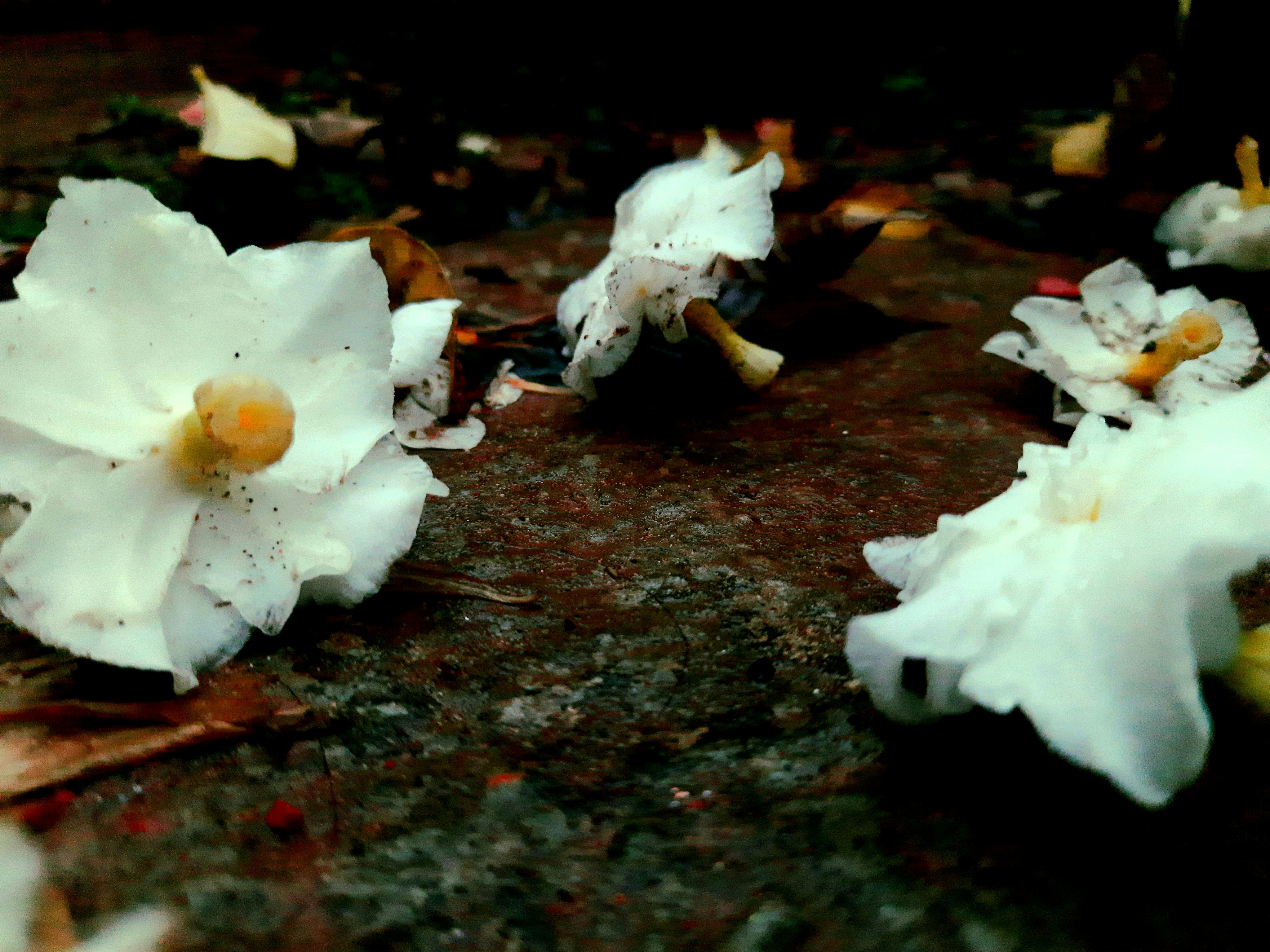 a group of white flowers sitting on top of a rock