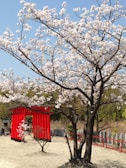A serene Japanese temple surrounded by cherry blossoms with a traveler practicing kanji.