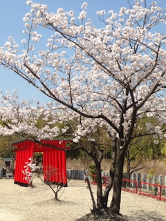 A serene temple garden in Kyoto during cherry blossom season.