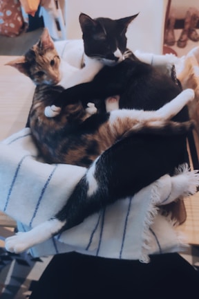 Both cats curled up together in a cozy knitted basket, whiskers twitching in sleep.
