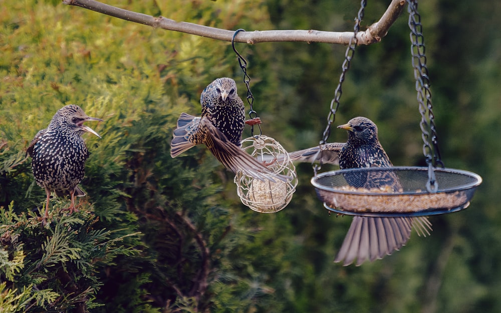 a couple of birds that are sitting on a bird feeder