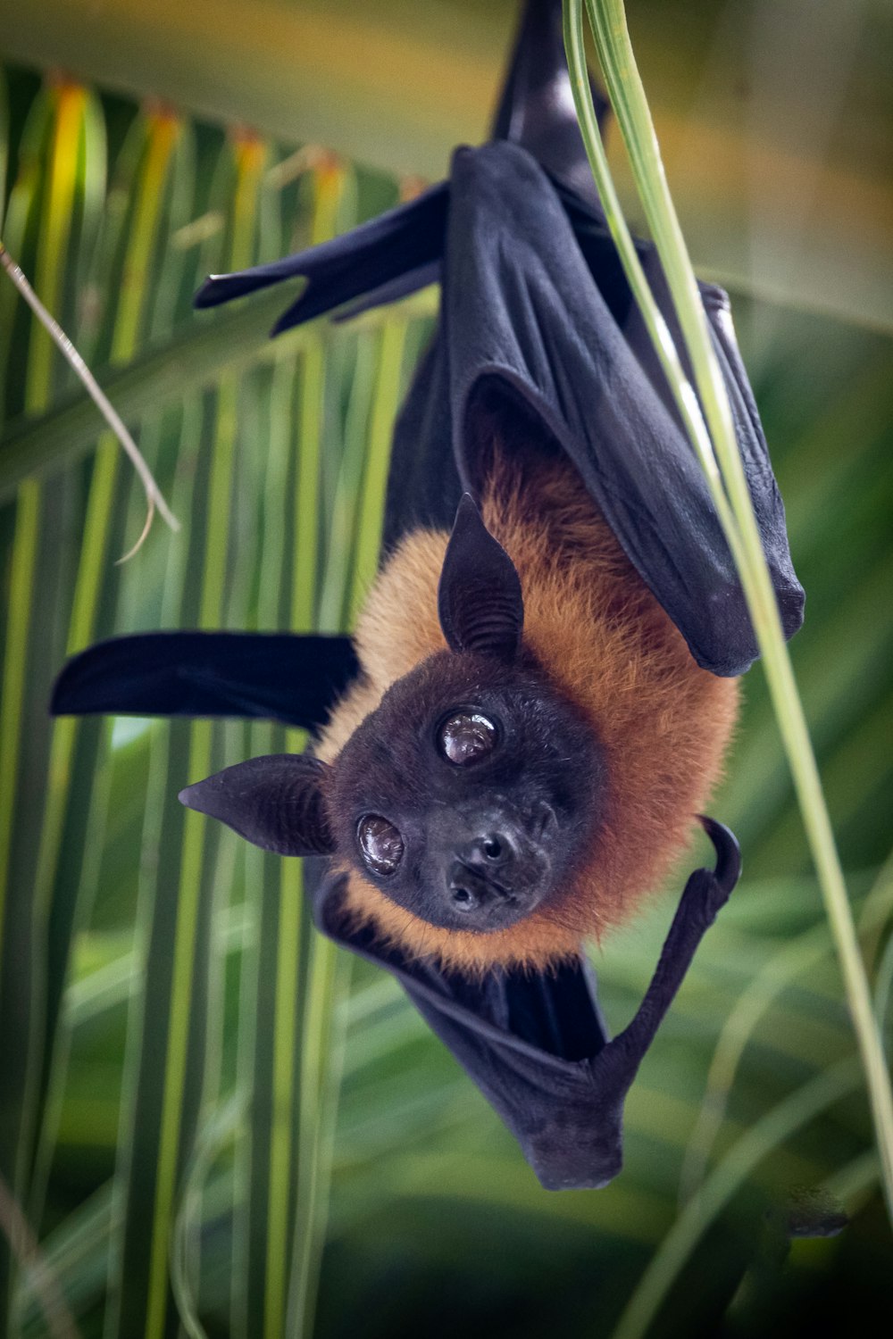 um morcego pendurado de cabeça para baixo em uma árvore