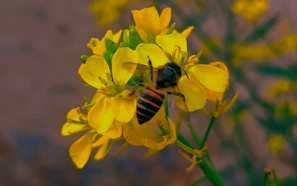 Close-up on a yellow-orange flower with bees industriously collecting nectar in a natural setting