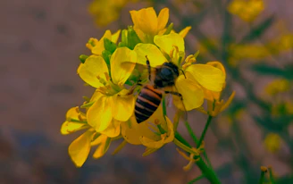 Close-up on a yellow-orange flower with bees industriously collecting nectar in a natural setting