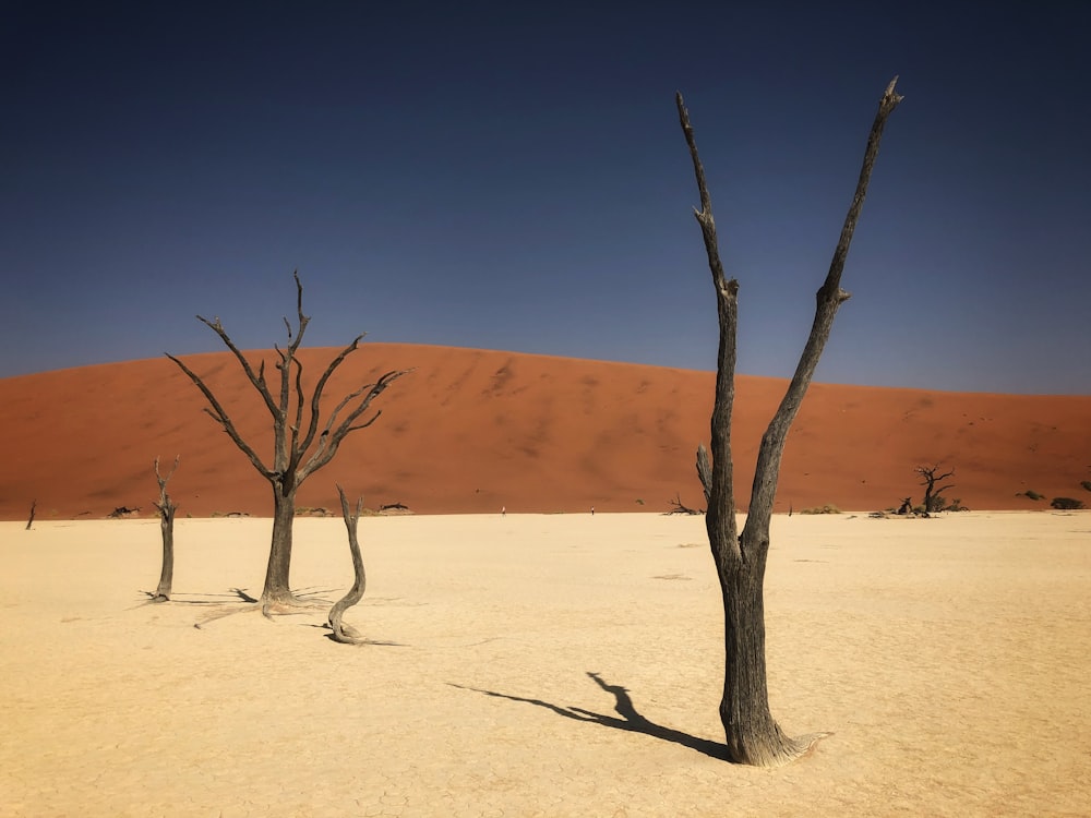 a tree with Sossusvlei in the background