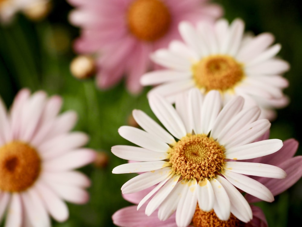 a group of pink and white flowers with yellow centers