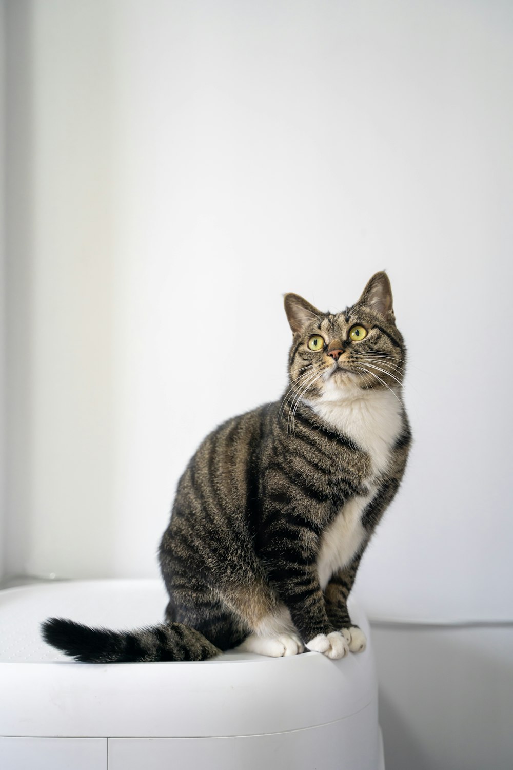 a cat sitting on top of a white table