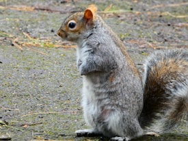 A squirrel stands upright on a textured, outdoor surface that appears to have small plants and dirt scattered around. The squirrel's fur is a mix of gray and brown, with a bushy tail that is prominently displayed.