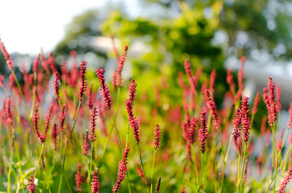 a bunch of red flowers that are in the grass