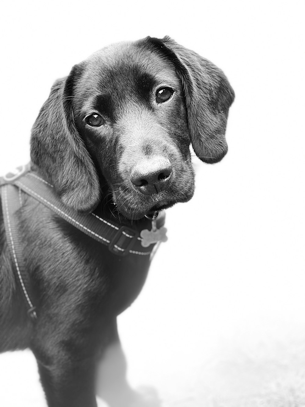 a black and white photo of a dog wearing a harness