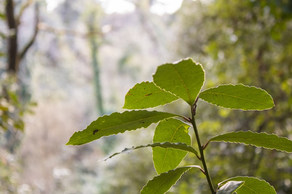 a close up of a leaf on a tree