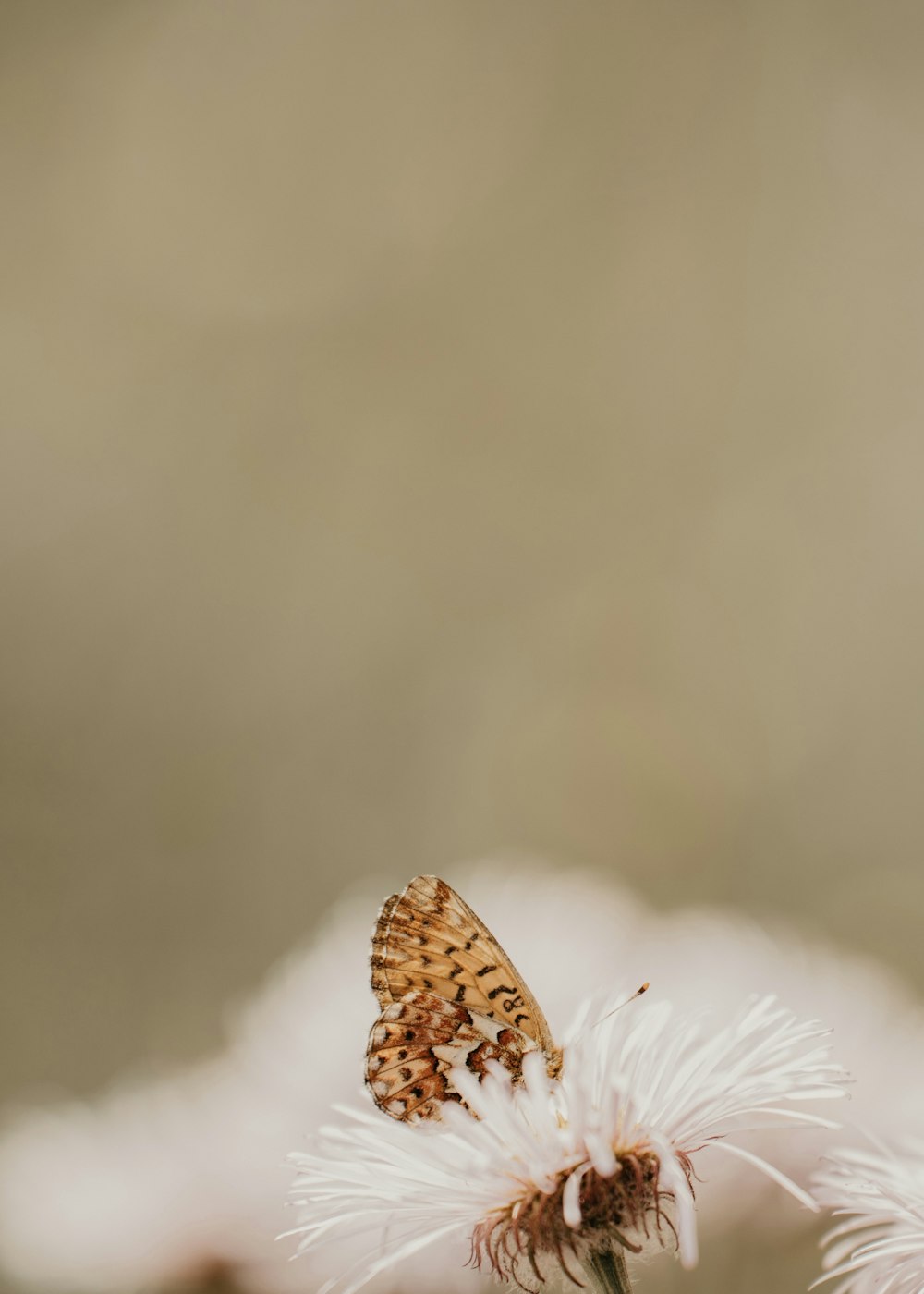 un papillon assis au sommet d’une fleur blanche