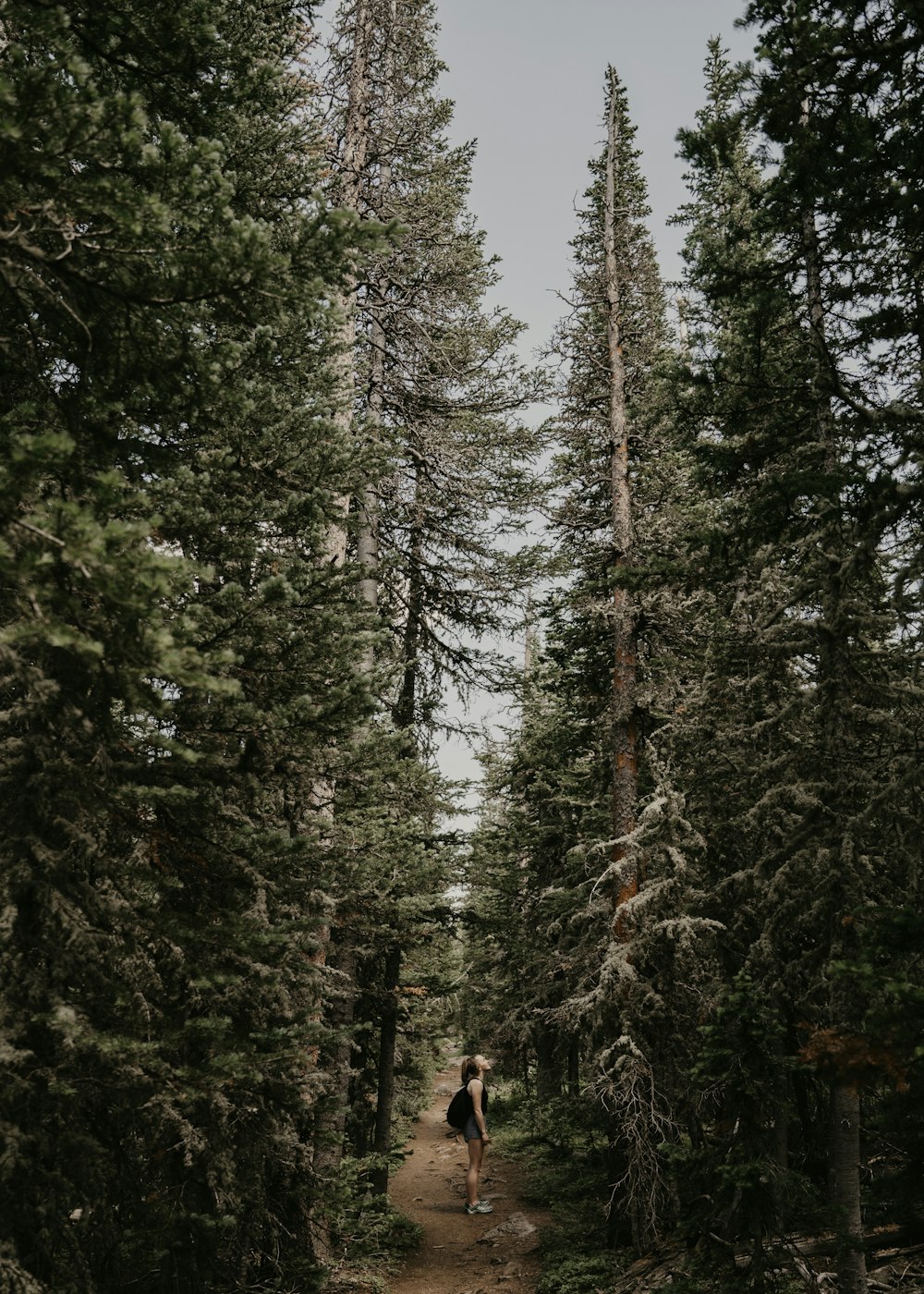a person walking down a trail in the woods