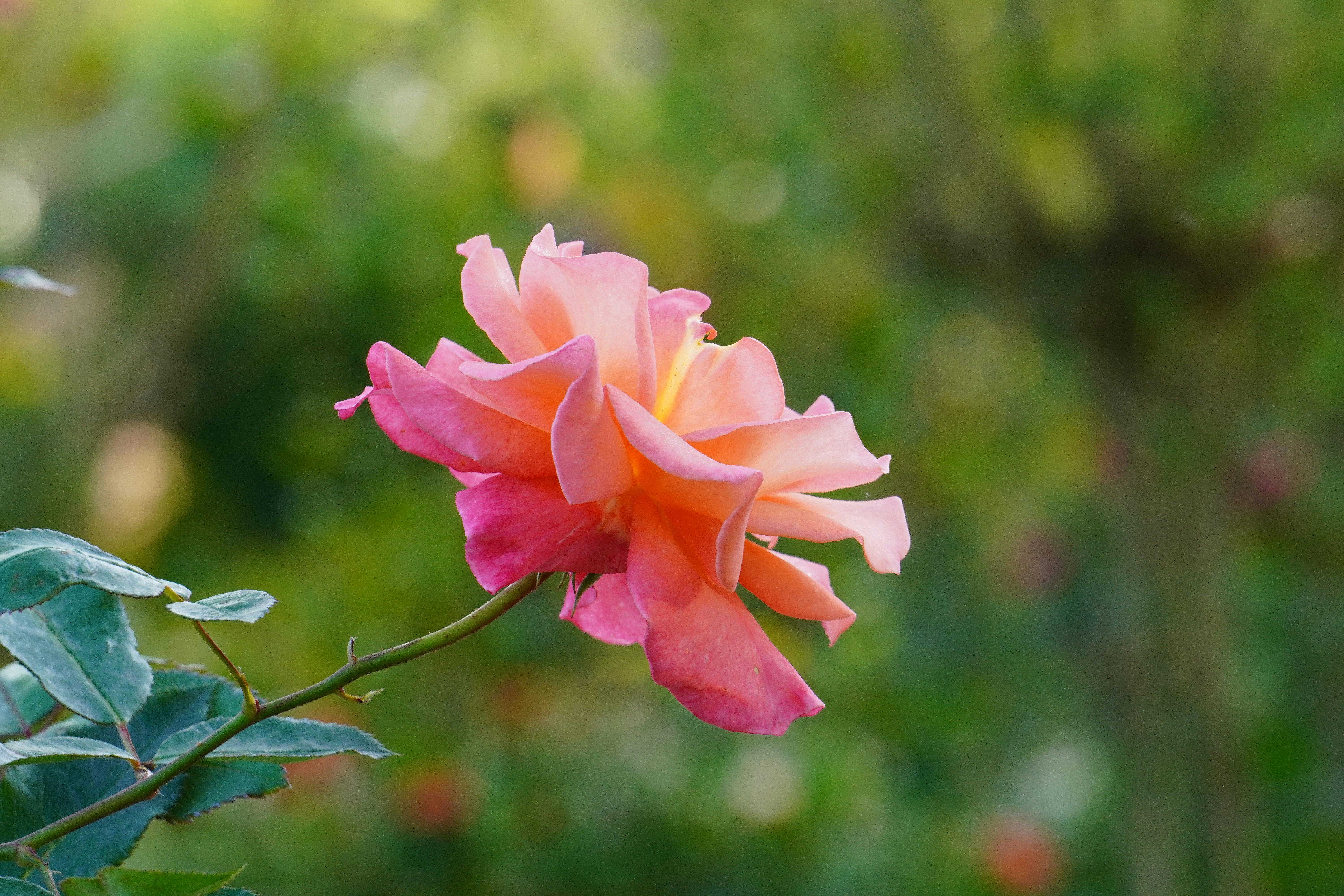 Photo by abdulkayum97