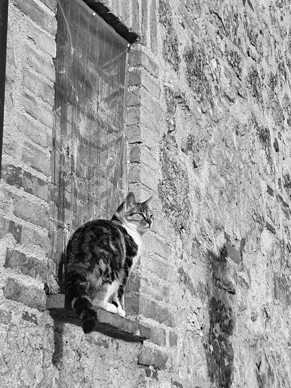 a black and white photo of a cat sitting on a window sill