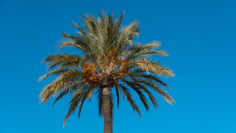 a palm tree with a blue sky in the background