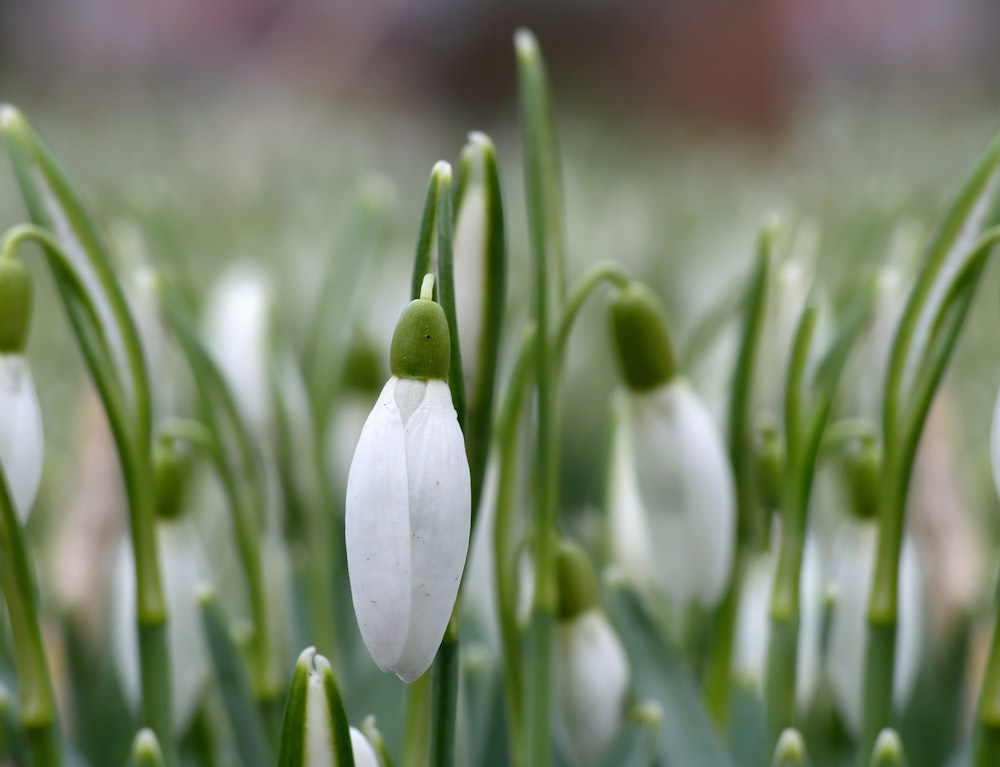 Un grupo de flores blancas con tallos verdes