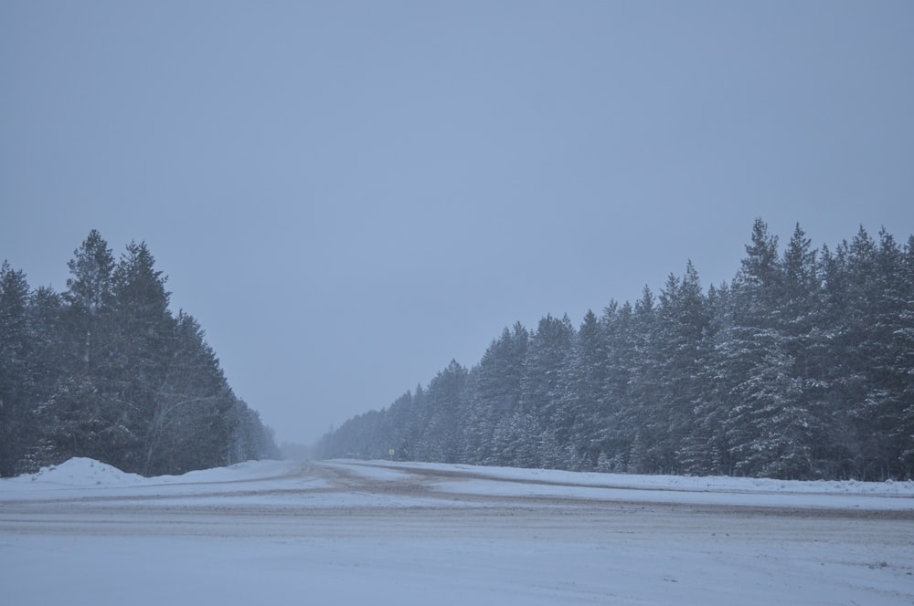 a snow covered road surrounded by pine trees