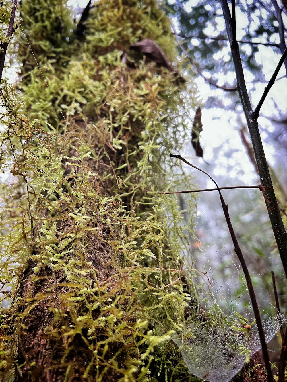 a moss covered tree trunk in a forest