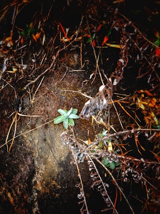 A small green plant emerges from a dark, earthy background surrounded by a mix of dry twigs and fallen leaves. The setting appears damp, indicating a forest or natural terrain environment.