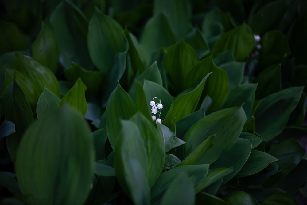 녹색 잎 한가운데에 앉아있는 작은 흰색 꽃