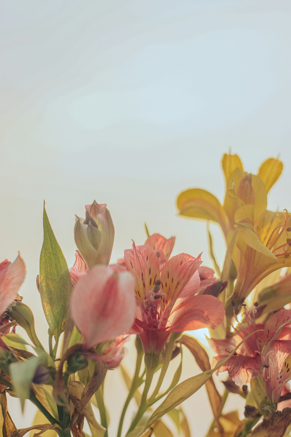 a vase filled with pink and yellow flowers