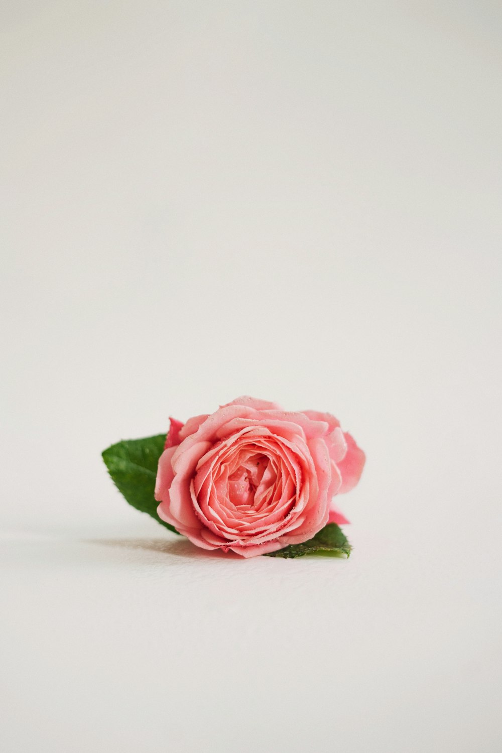 白い背景に一本のピンクのバラ