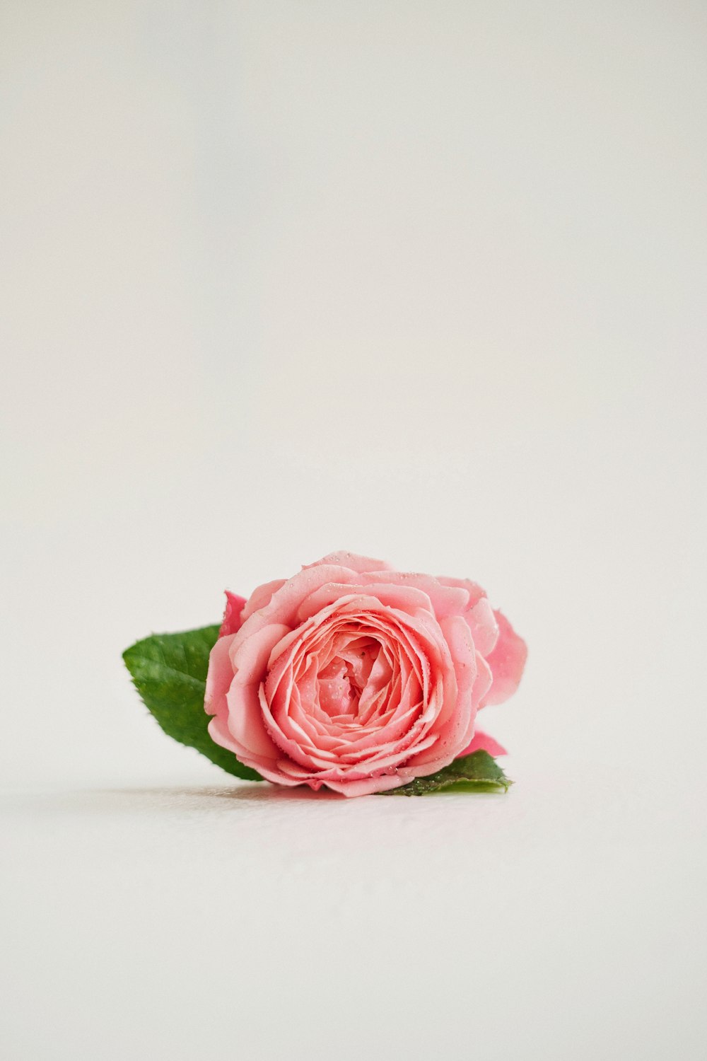 a single pink rose on a white background