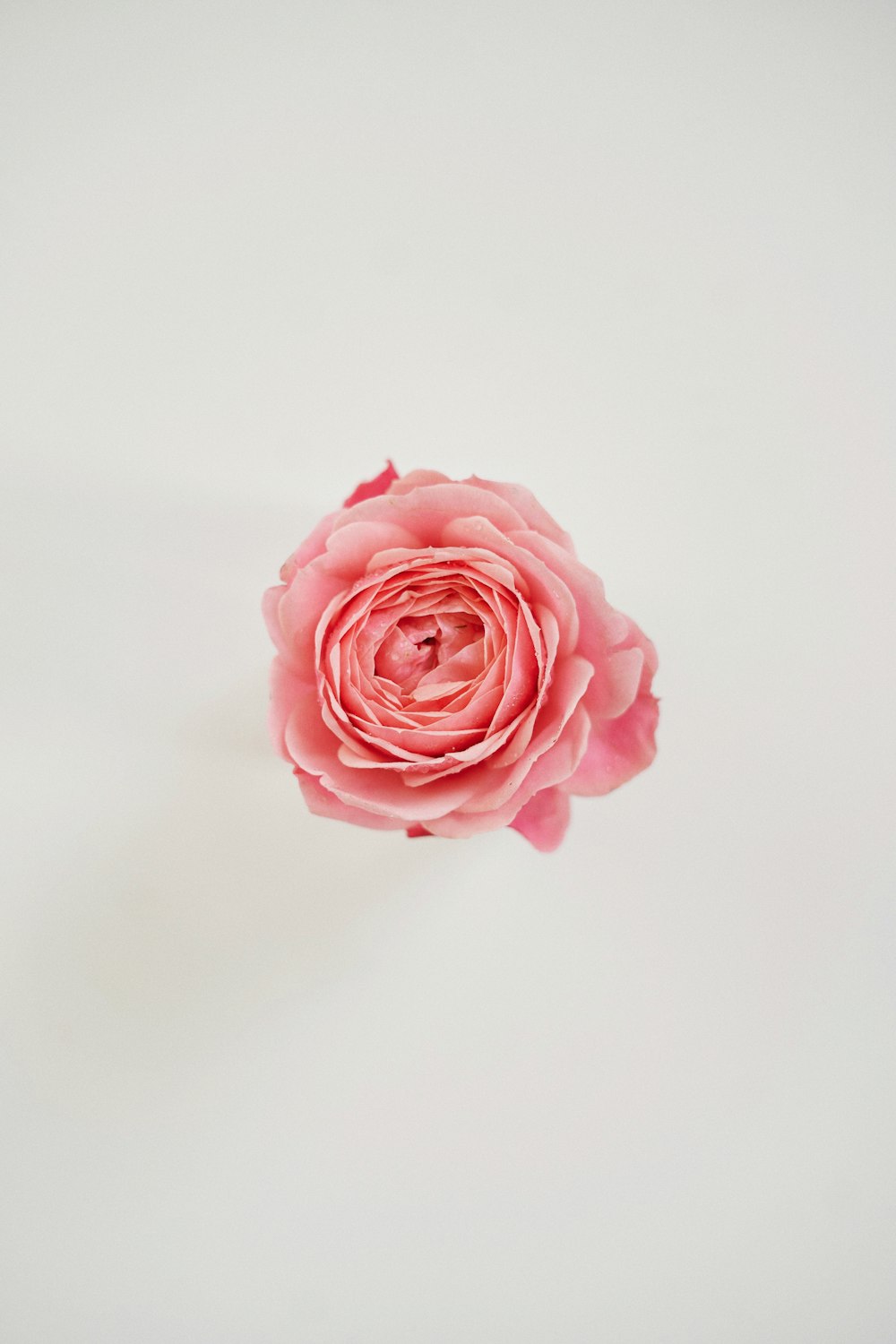 a single pink rose on a white background