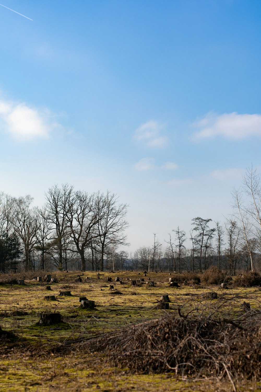 a grassy field with trees in the background