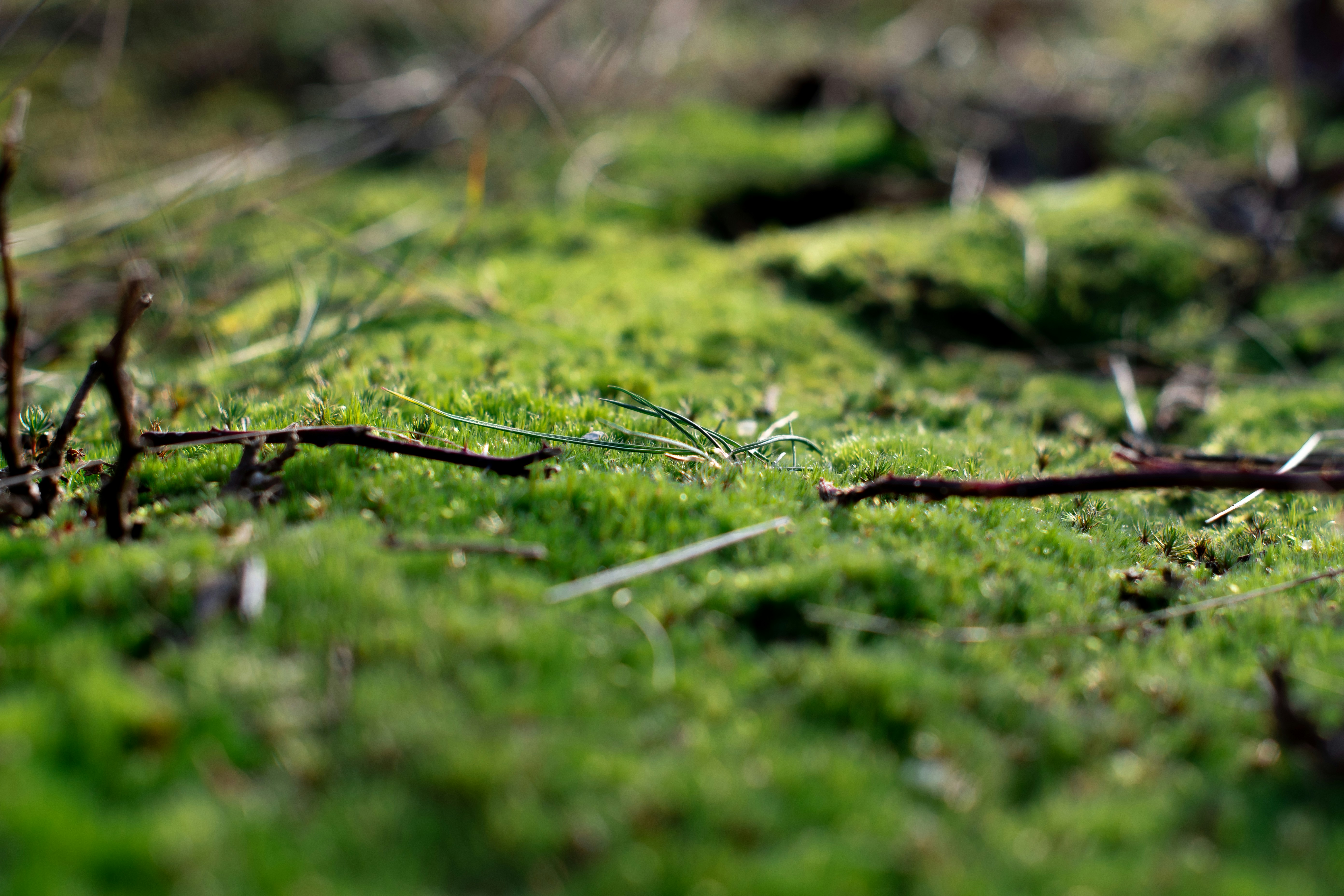 Champions of Extreme Conditions (image credits: unsplash)