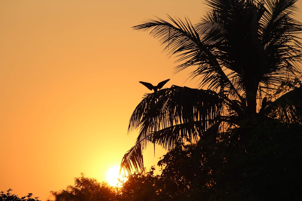 a bird flying over a palm tree at sunset