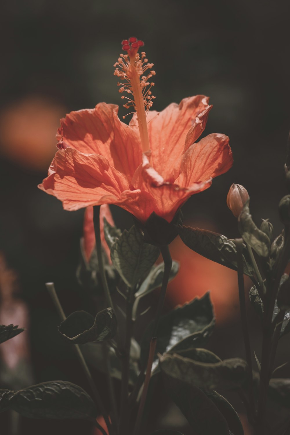 a close up of a flower with a blurry background