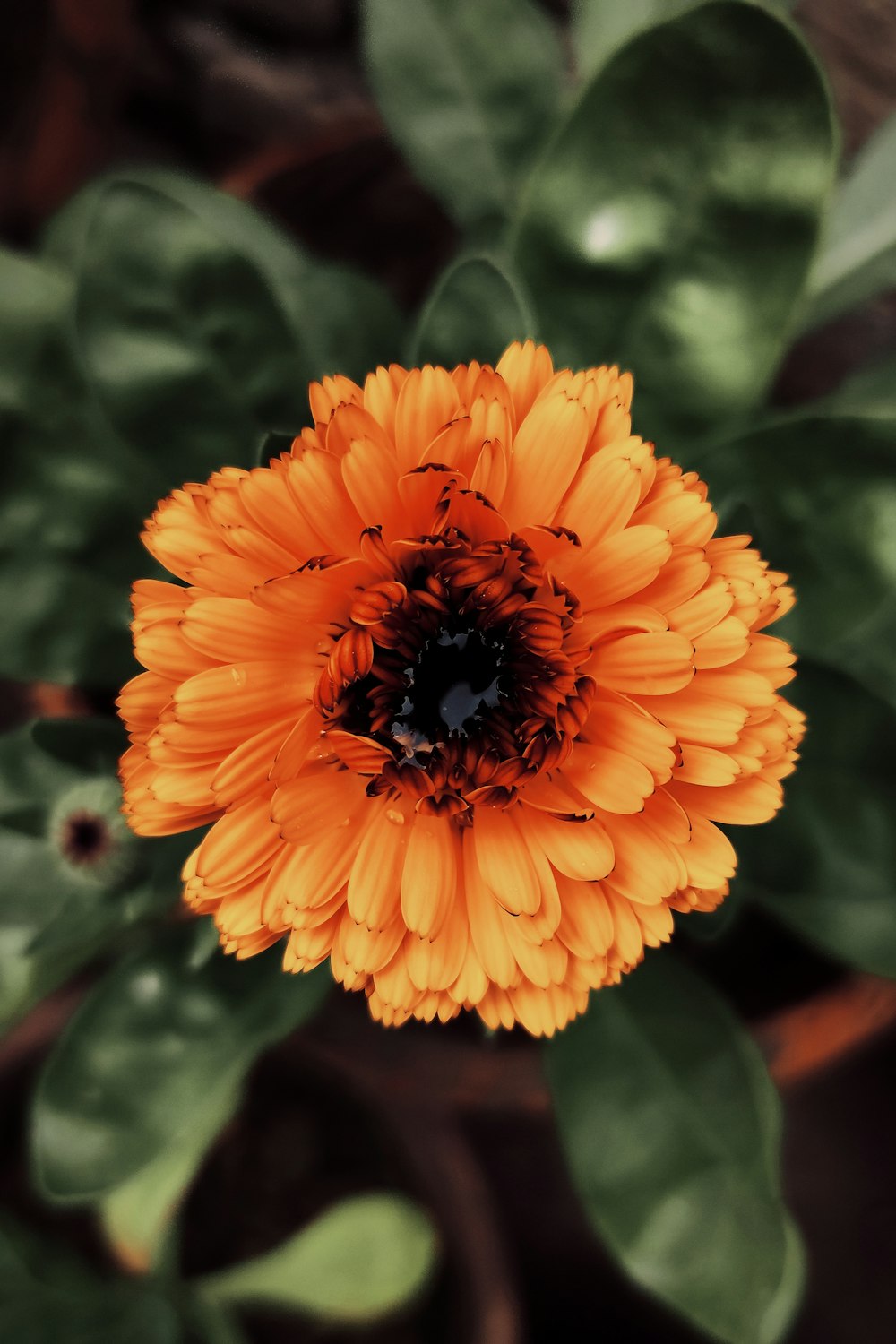 un fiore arancione con foglie verdi sullo sfondo