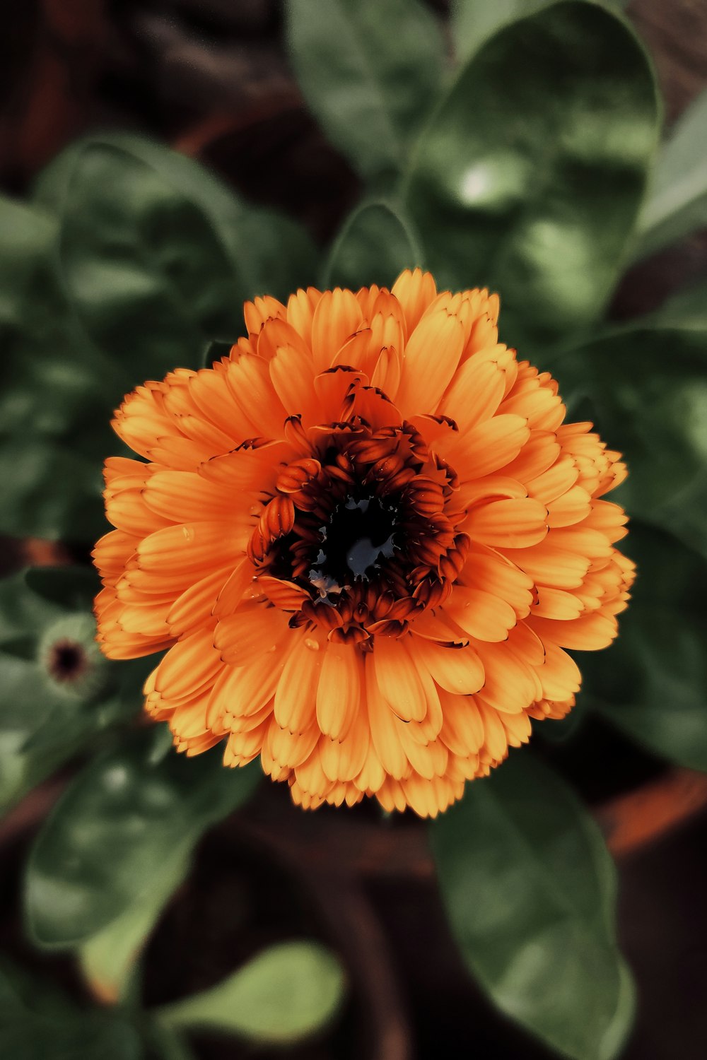 an orange flower with green leaves in the background