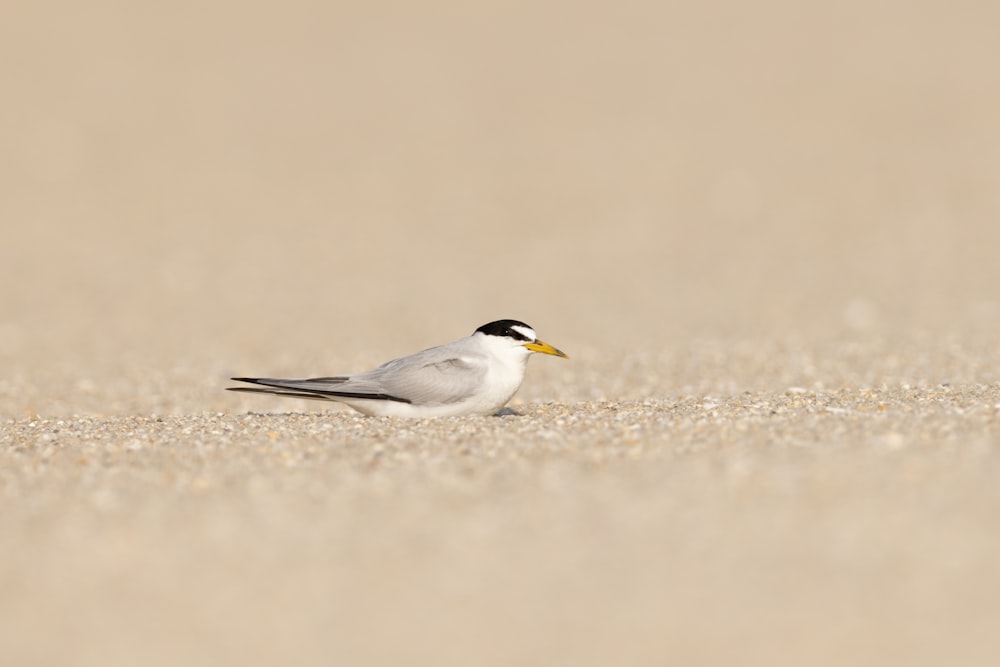 a small bird standing on a sandy beach