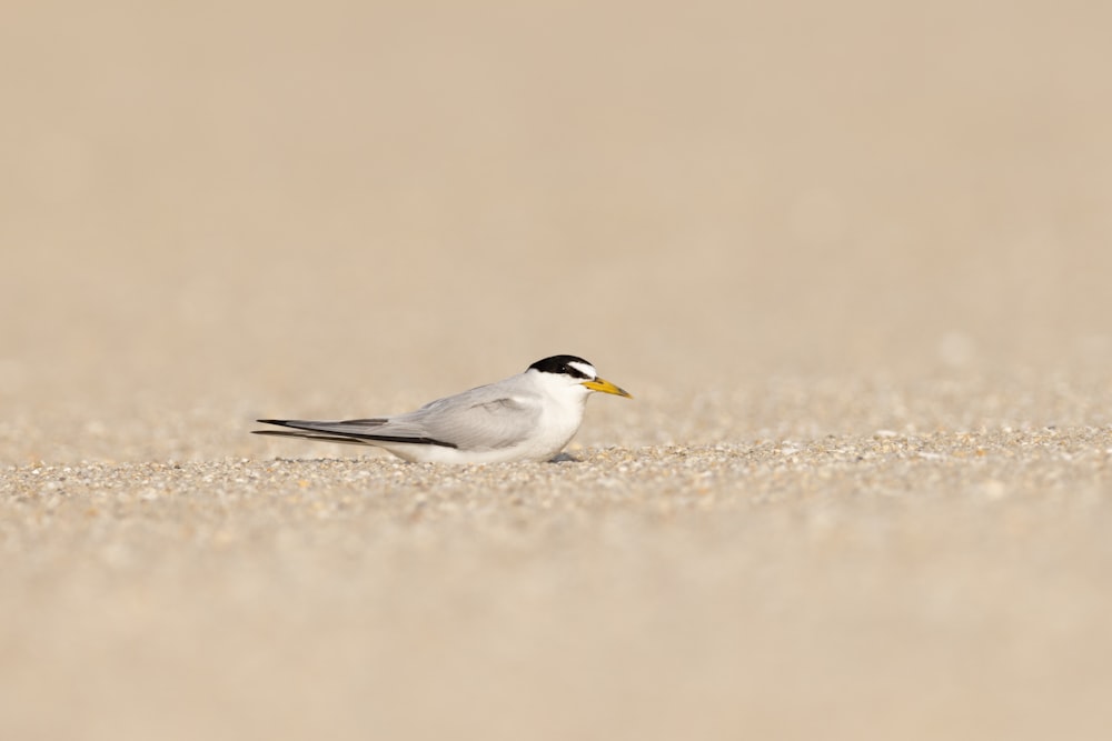 Ein kleiner Vogel steht an einem Sandstrand
