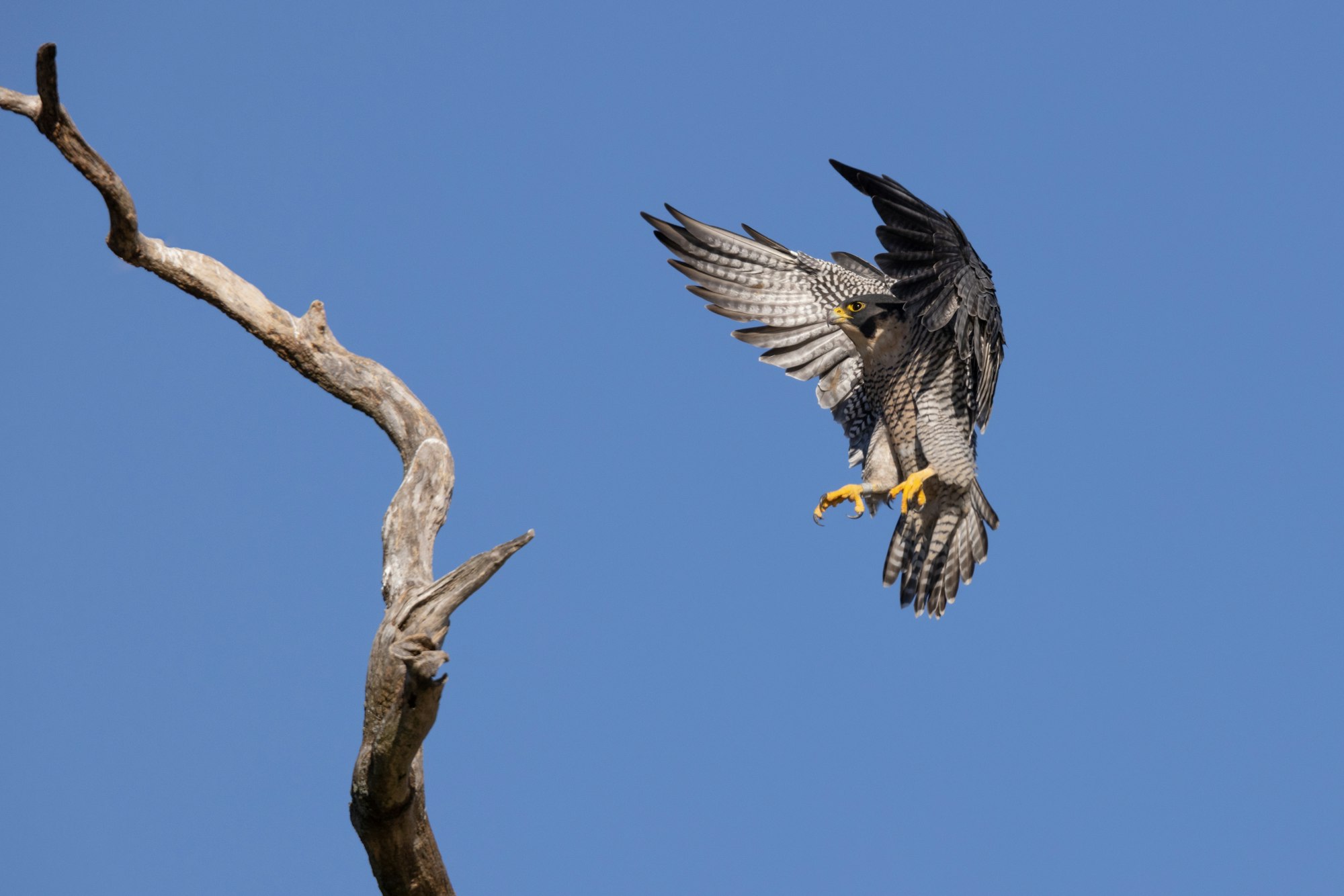 Peregrine Falcon landing on a branch
